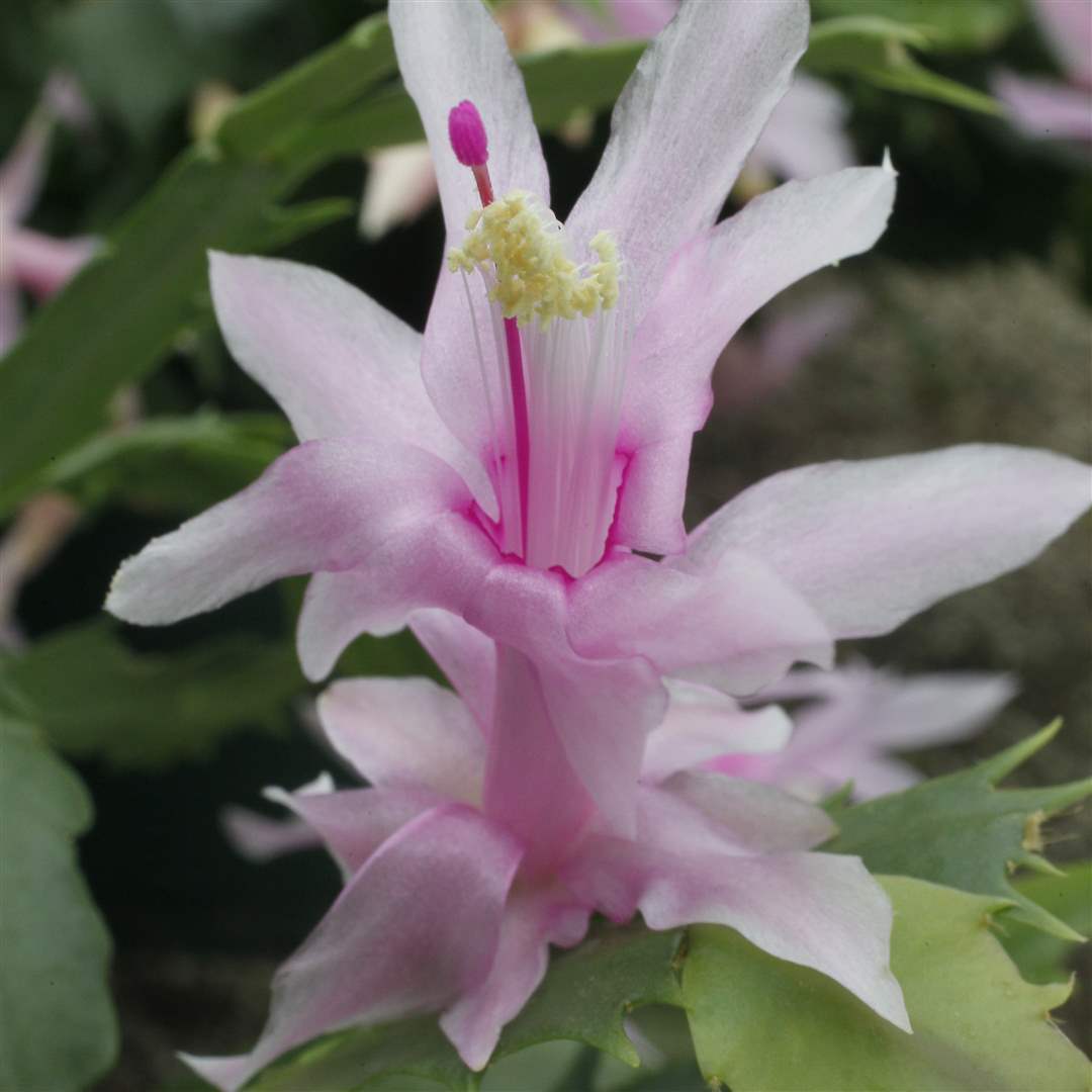 winter-blooms-6-christmas-cactus