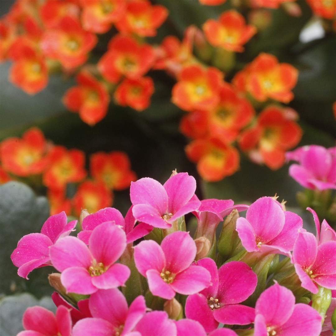 winter-blooms-9-kalanchoes