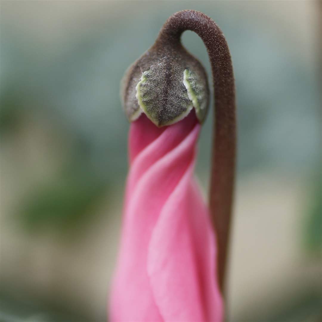 winter-blooms-8-cyclamen