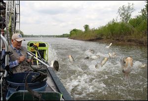 Jim Kirby, an outdoor writer from Palos Park, Ill., prepares to shoot Asian silver carp as they start jumping alongside his boat during a bowfishing trip in 2006, near Utica, Ill.