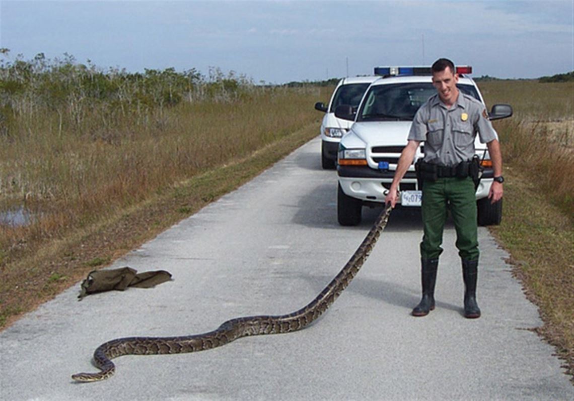 anaconda eating a shark