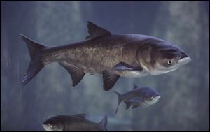 Asian bighead carp swim in an exhibit at Chicago's Shedd Aquarium. Asian carp are infesting Great Lakes waters.