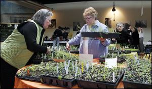 Dianne Toffler, left, of Whitehouse and Sandy O’Connell of Temperance, Maumee Valley Herb Society members, set up herbs for the Eighth Annual Seed Swap at Erie Street Market. The event Saturday, during which seeds, seedlings, and gardening paraphernalia were swapped, also included workshops.