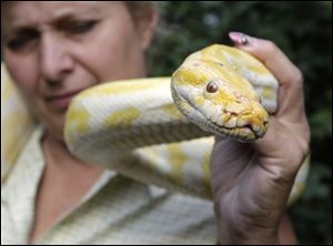 Cindy Huntsman displays Banana, an albino Burmese python, at her Stump Hill Farm in Massillon, Ohio. 