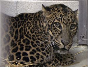 One of three leopards that were captured by authorities near Zanesville, Ohio, after their owner released dozens of wild animals and then killed himself.