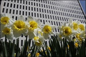 Flowers are in full bloom outside of Government Center. Farmers may be able to plant  their crops soon.