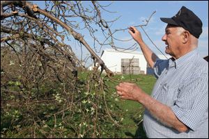 Bob MacQueen looks over the budding apple tress in the family orchards in Holland. A freeze could damage the buds and ruin the apple crop.