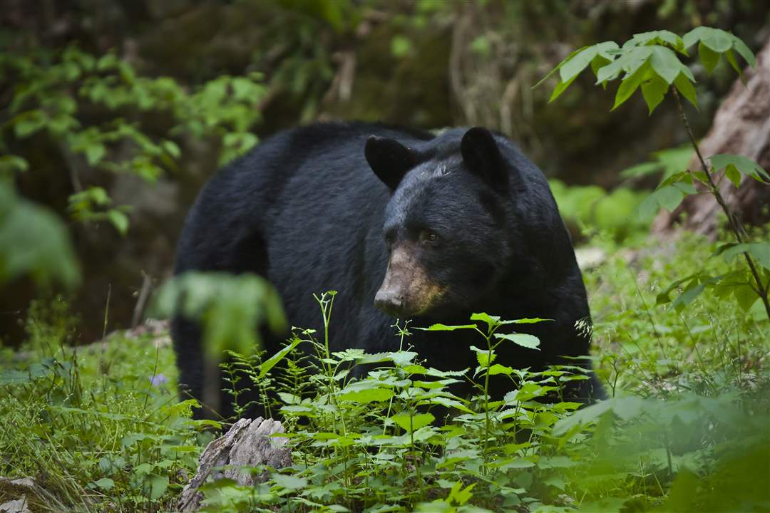 Smoky-Mountains-mama-bear