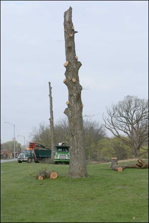 Trees are prepared for removal on the southeast end of Ottawa Park ahead of construction of a sewer line and underground retention tank to eliminate overflows into the Ottawa River. Officials from the City of Toledo say they plan to plant new trees once the construction finished, scheduled by December, 2014 . 