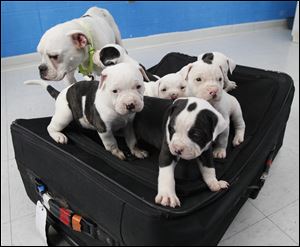 A litter of puppies and their mother, now in the care of the Toledo Area Humane Society, were found abandoned last week. The pups were inside the suitcase.