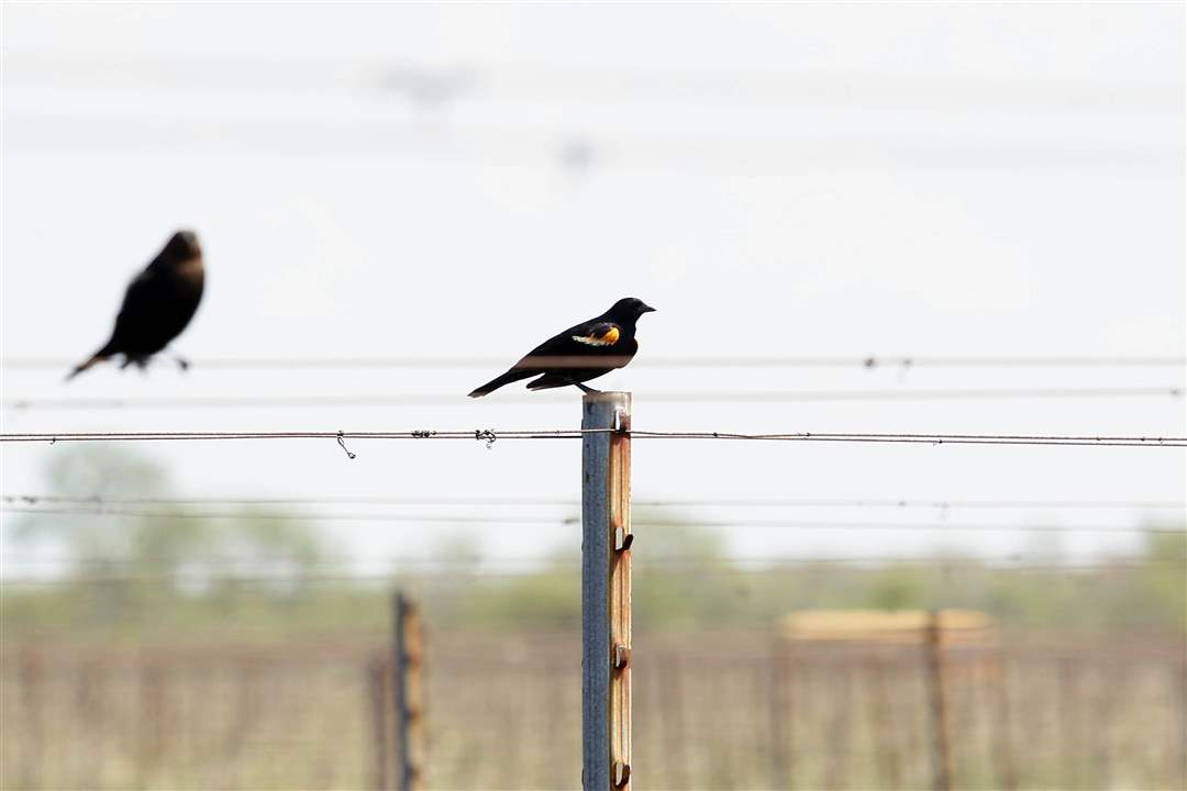 Pelee-Blackbird