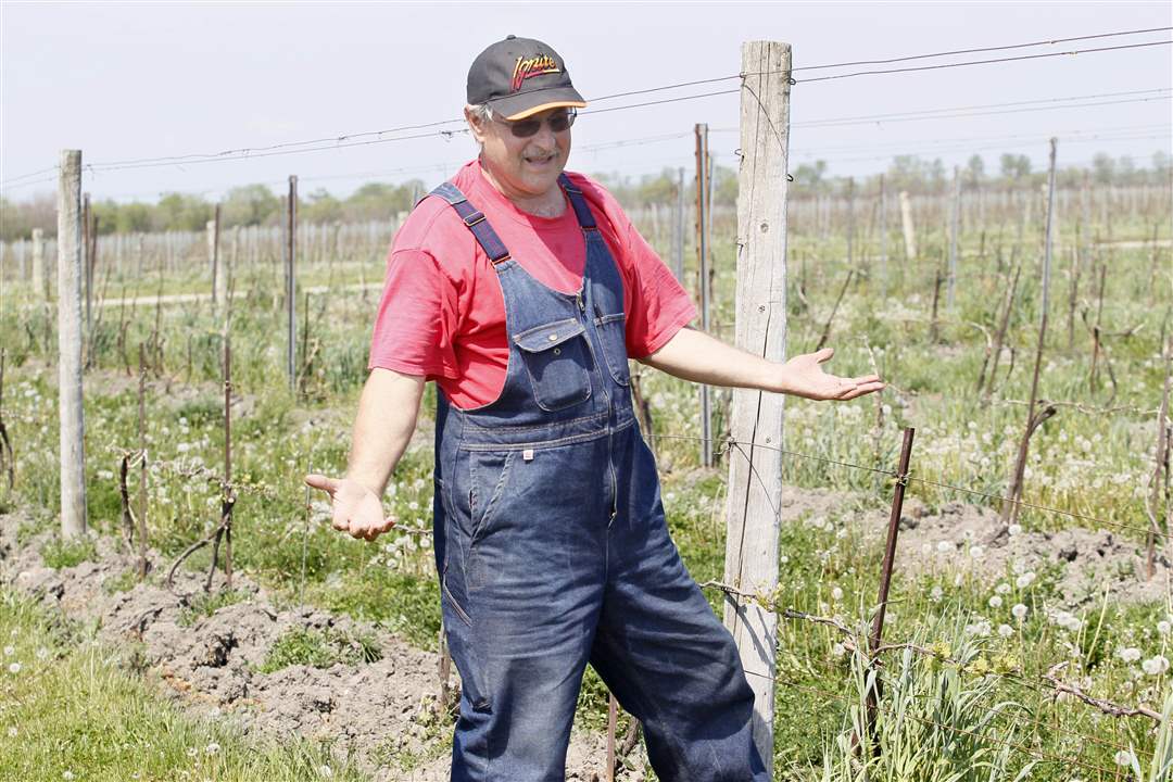 Pelee-Vineyard-Bruno-Friesen