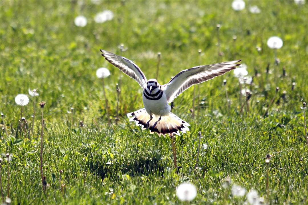 Pelee-killdeer-bird