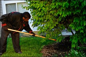 Shawnie Williams, 26, of Avondale rakes mulch at the
work site. Peterson Mingo picks up many of the men before
6 a.m. and retrieves them from the site a little after 3 p.m.