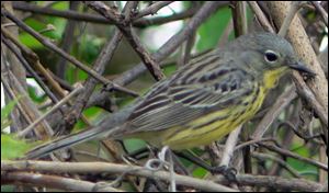 Kirtland's warbler on Saturday at Ottawa National Wildlife Refuge.