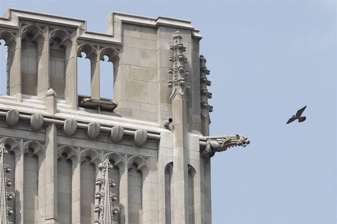 Falcon-circles-clock-tower