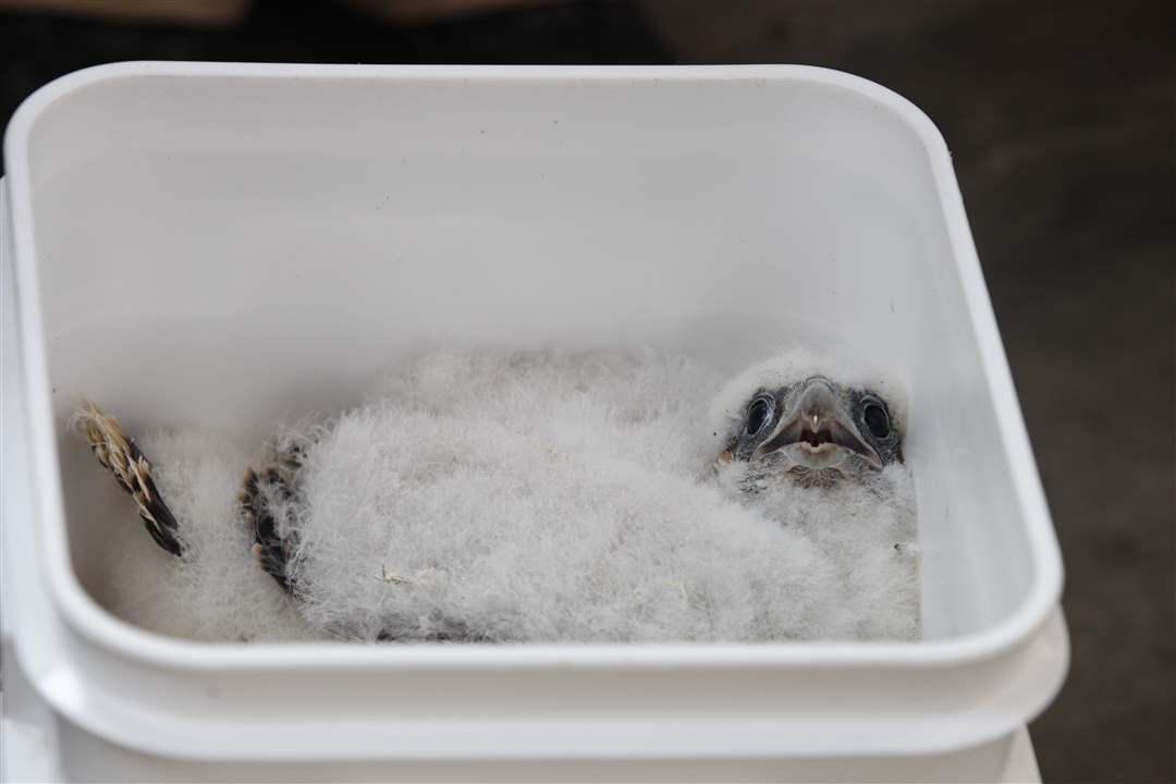 Falcons-chick-in-bucket-5-21