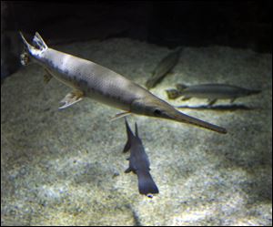 The longnose gar is recognizable by its elongated snout. It makes area rivers its home during spawning season. 