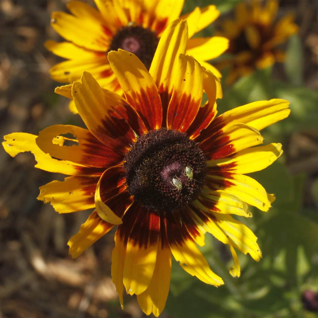 garden-denver-daisies