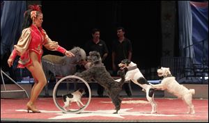 In one of the many animal acts, dogs perform tricks. In addition to the circus performances Saturday, attendees could interact with animals at the petting zoo that offers elephant, camel, and pony rides. 