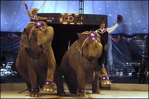 Elephants entertain the audience at the Carson & Barnes Circus near Westfield Franklin Park. The circus, which has a total of 27 elephants, introduced pachyderm personalities Viola and Kelly.