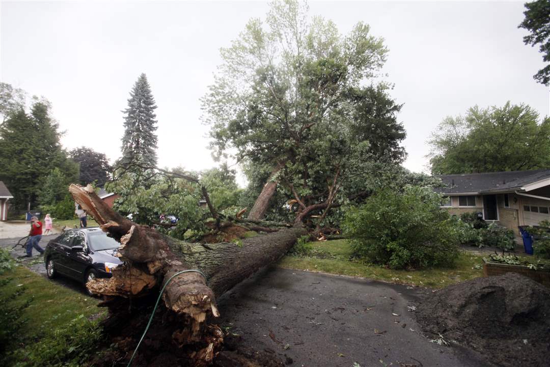 storms-kotz-trees-2