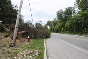 A utility line lies under a tree in the 1800 block of South Holland-Sylvania Road, one of many areas damaged in Thursday's storm. About 870 Toledo Edison customers were without power Sunday night.