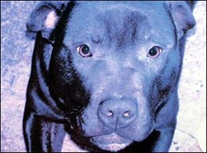 Lennox, 7, was put down in Belfast after a two-year legal fight and international protests. The United Kingdom outlaws 'pit bull'-type dogs. Lennox's owners said the dog was not a 'pit bull' and never had been dangerous.