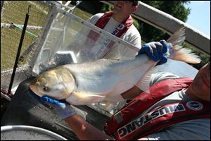 Asian carp are considered to present the most serious threat to the $7 billion sportfishing industry on the Great Lakes.