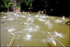 Asian carp, jolted by an electric current from a research boat, jump from the Illinois River last month near Havana, Ill.