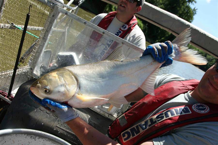 Asian-Carp-Science-fishing