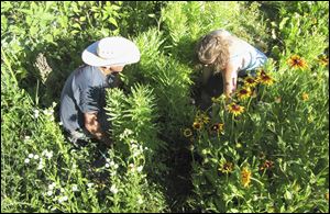 Joe DeGano, left, and Laura Parsons participate in a ‘weed dating’ event at the Earthly Delights Farm in Boise. The farm is among a handful in the country that offer this unconventional form of speed dating in which singles meet while working together in the fields.