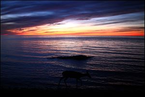 A deer walks along the edge of Lake Superior at Porcupine Mountains Wilderness State Park in Michigan’s Upper Peninsula.