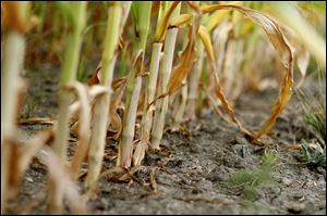 The dry, hot summer has taken a heavy toll on corn in a field along North Fostoria Road near Woodville, Ohio.