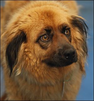 Cleo, a female retriever, Pound #1063, is available for adoption at the Lucas County Dog Pound in Toledo, Ohio.