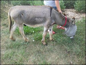 Henry, a 20-year-old miniature donkey, was seized along with five other miniature donkeys, four goats, three horses, and one sheep, from a farm in Washington Township. The animals are in foster homes.