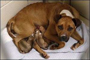 O'Dell curls up with her puppies at the Lucas County Dog Warden's Office. Warden Julie Lyle said Friday a new home is imperative.