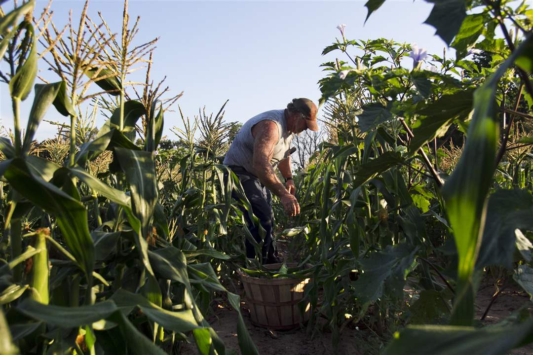 drought-sweet-corn