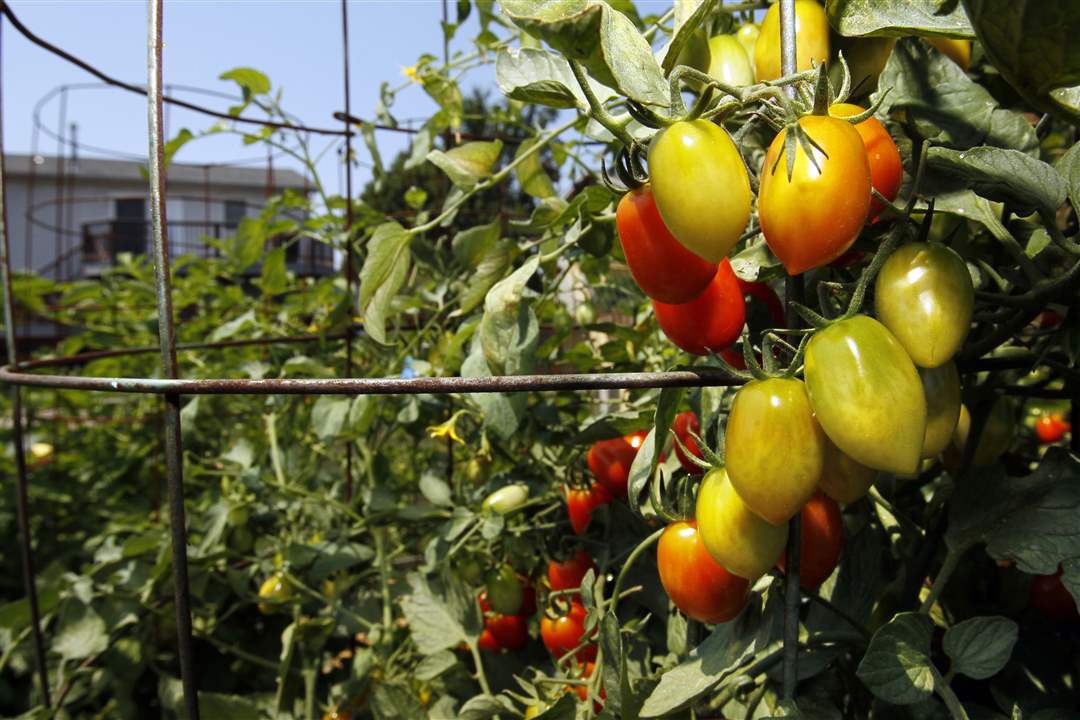 weedit-tomatoes