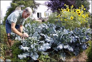 John Arnold tends to his broccoli in his Rossford garden.