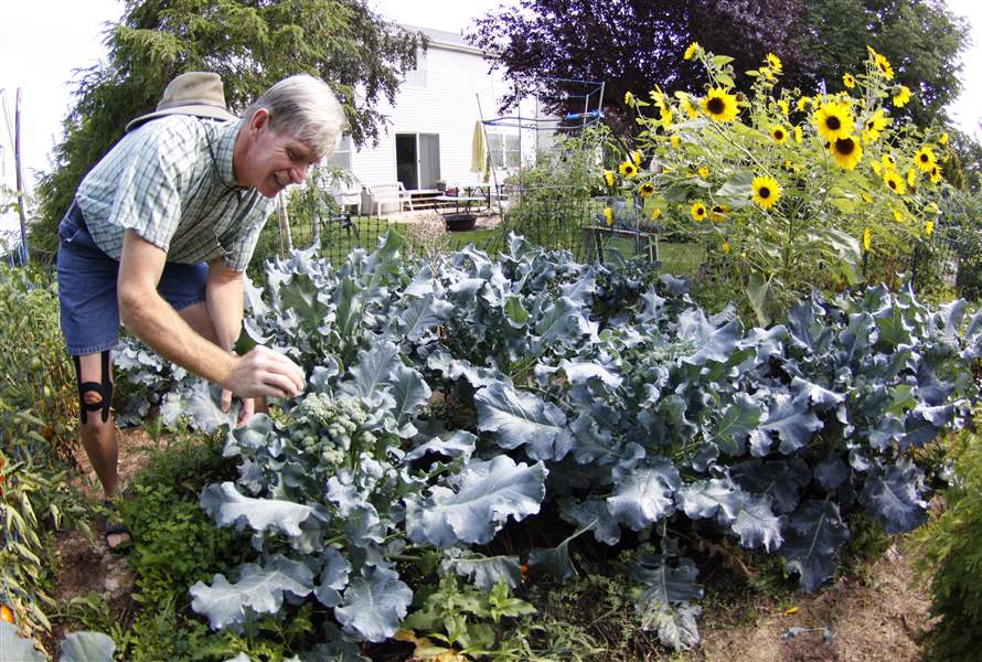 John-Arnold-tends-to-his-broccoli-1