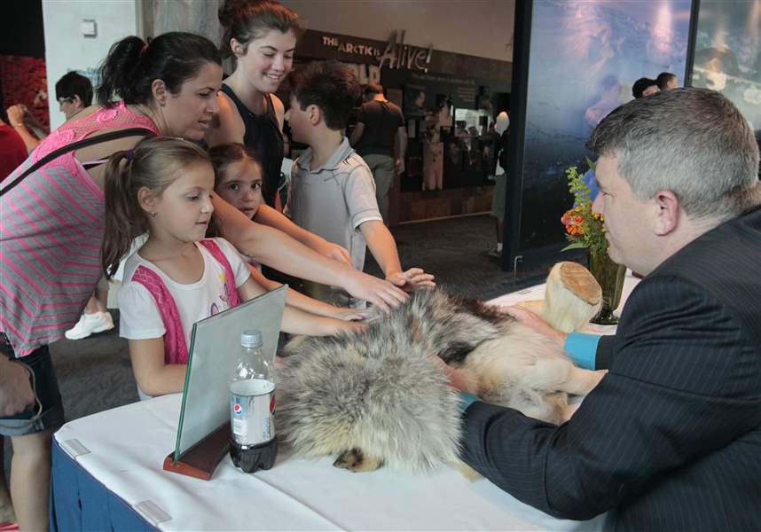 Visitors-meet-wolf-fur-a-polar-bear-foot