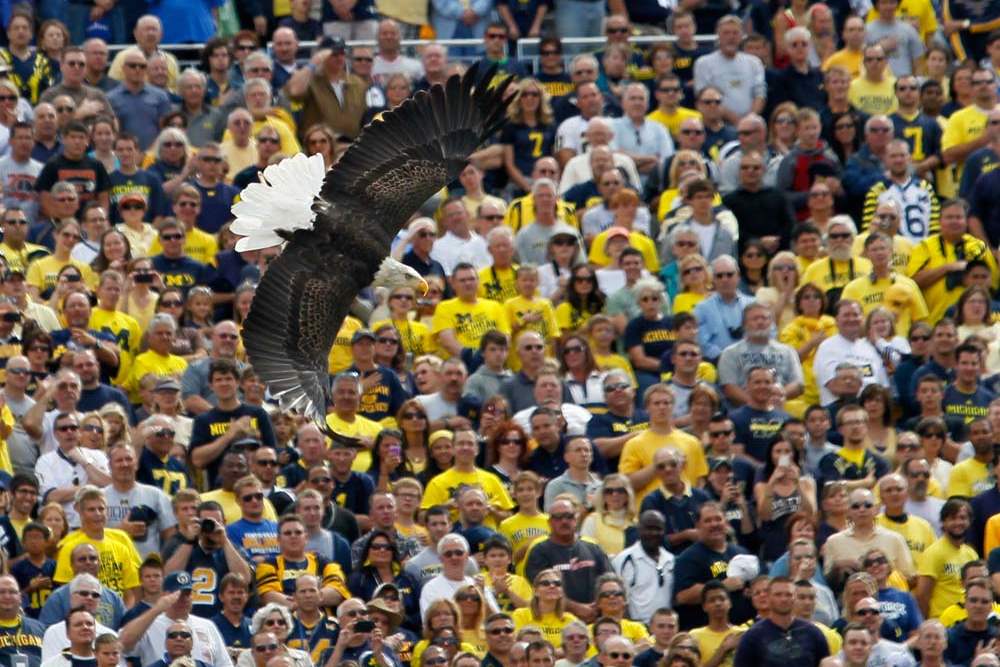 A-bald-eagle-flies-into-Michigan-Stadium