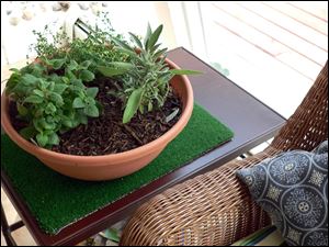 From left, lemon balm, French thyme, and sage.