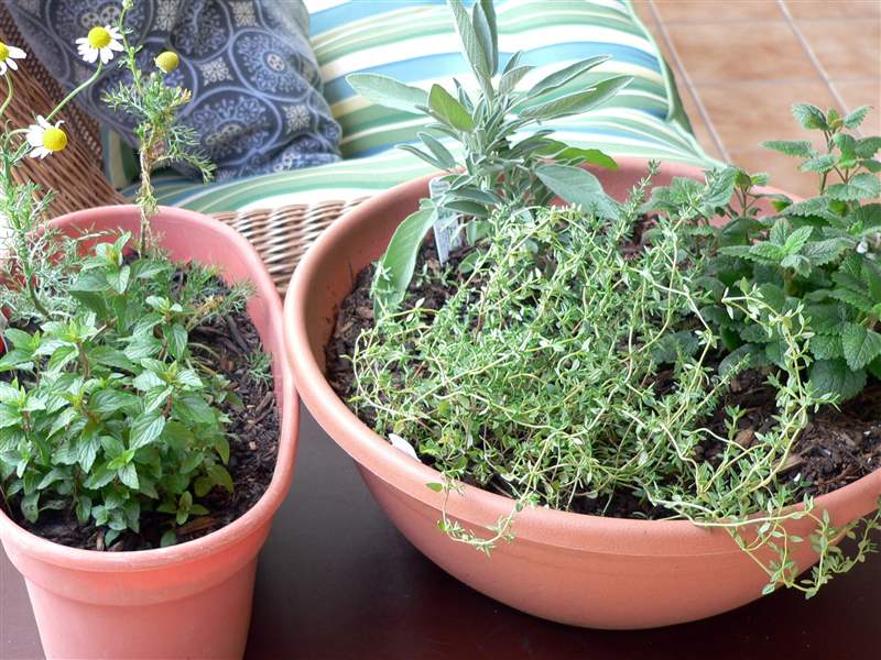 A-medicinal-indoor-herb-garden-for-healthful-herbs