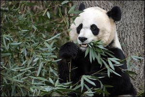 Mei Xiang, the female giant panda at the Smithsonian's National Zoo in Washington, eats breakfast. 