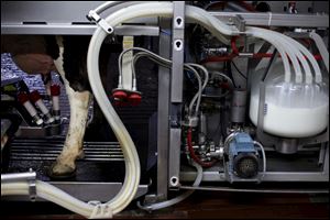 The 3,000-pound, red robo-milkers work around the clock, except for twice-daily cleaning sessions. They also eliminate the chore of corralling cows for milking and reduces the risks to the milker.