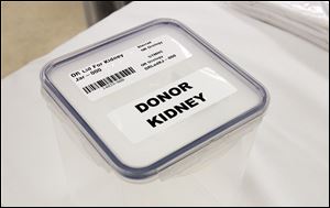 A lid for a donor kidney used during a kidney transplant.