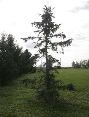 Ugly, lonely pine tree in Wood County.