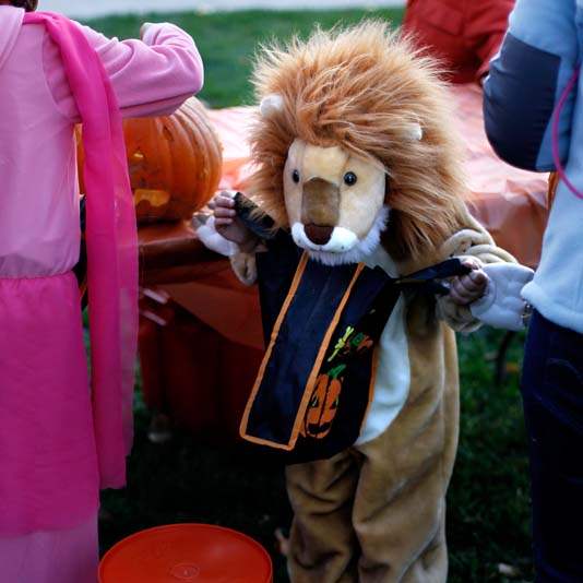 pumpkin-carving-lion